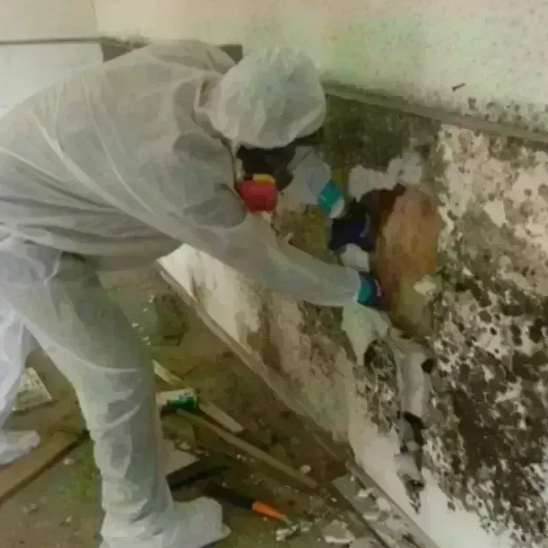 Mold Remediation and Removal in Buies Creek, NC